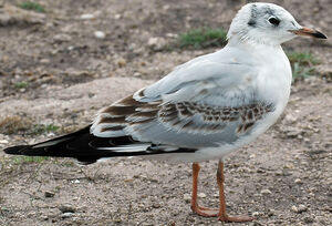 Black-headed Gull