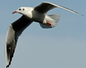 Mouette rieuse 
&copy; G�rard Fauvet