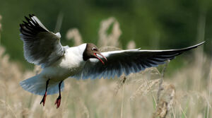 Mouette rieuse 
&copy; G�rard Fauvet