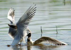 Mouette rieuse 
&copy; G�rard Fauvet