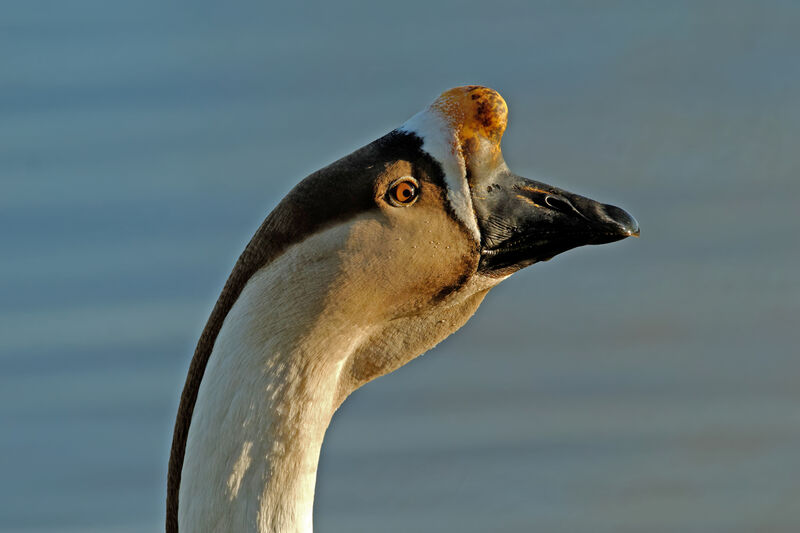 Swan Goose male adult post breeding, identification