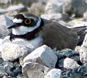 Little Ringed Plover
