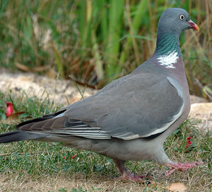 Pigeon ramier 
&copy; G�rard Fauvet