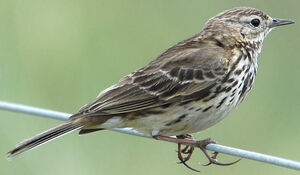Meadow Pipit