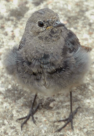 Black Redstart