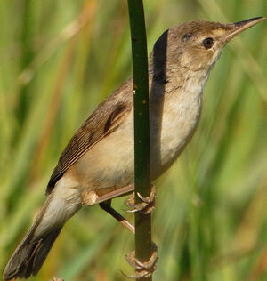 Eurasian Reed Warbler 
&copy; G�rard Fauvet