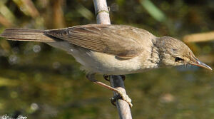 Eurasian Reed Warbler 
&copy; G�rard Fauvet
