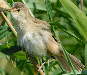 Eurasian Reed Warbler 
&copy; G�rard Fauvet