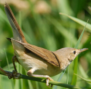 Eurasian Reed Warbler 
&copy; G�rard Fauvet