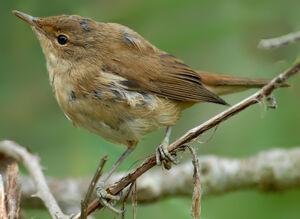 Eurasian Reed Warbler 
&copy; G�rard Fauvet