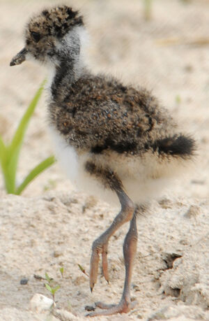 Northern Lapwing