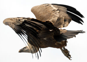 Griffon Vulture 
&copy; G�rard Fauvet