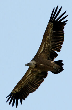 Griffon Vulture 
&copy; G�rard Fauvet