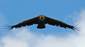 Vautour fauve