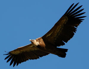 Griffon Vulture 
&copy; G�rard Fauvet