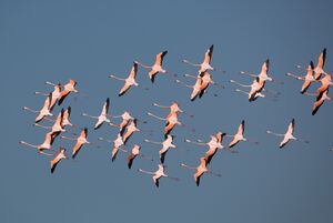 Flamant des Caraïbes