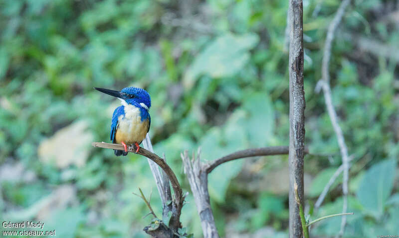 Half-collared Kingfisher male adult, Behaviour