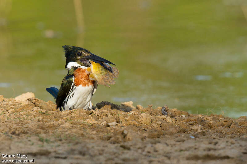 Amazon Kingfisher male adult, feeding habits, fishing/hunting
