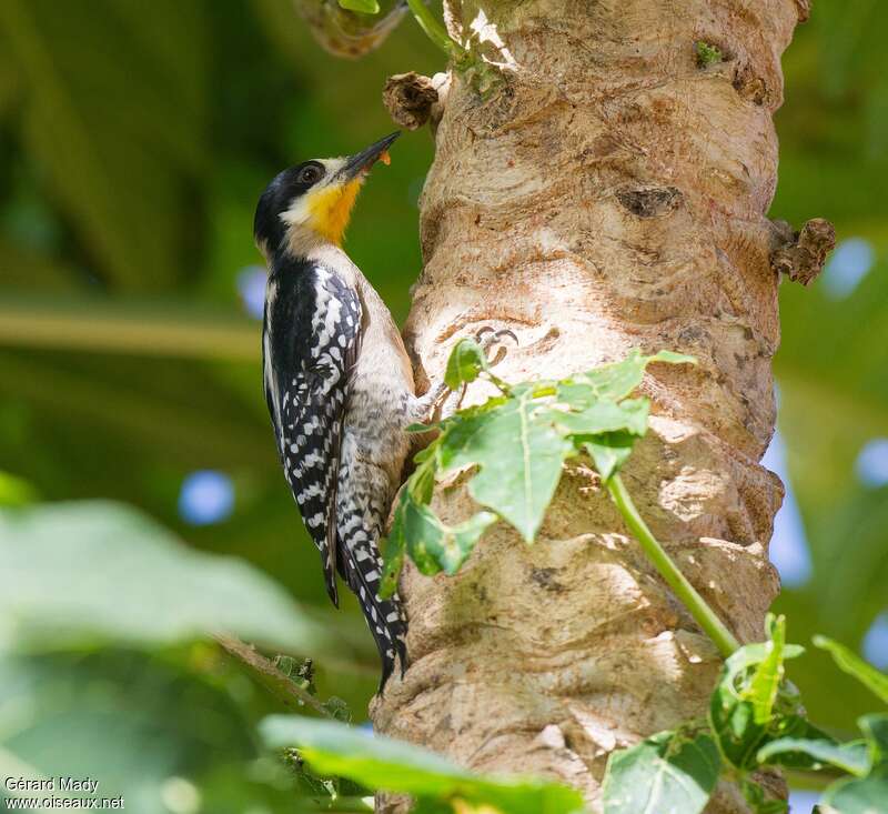 White-fronted Woodpeckeradult, pigmentation, eats