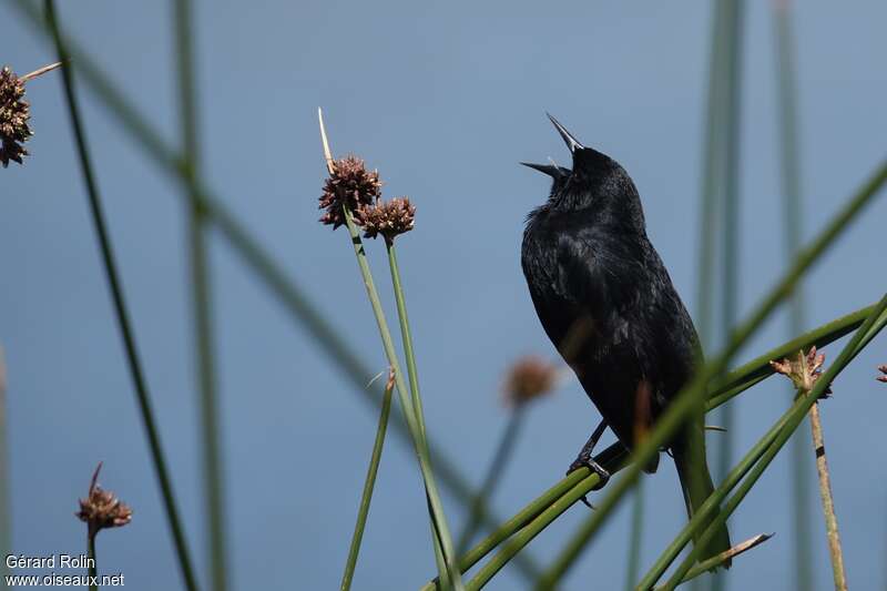 Yellow-winged Blackbird male adult, habitat, pigmentation, song