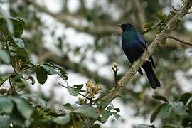 Black-bellied Starling