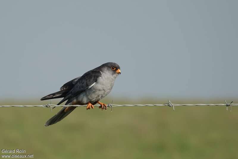 Amur Falcon male subadult, identification