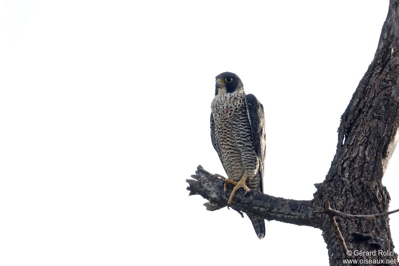 Peregrine Falcon female subadult