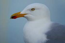 European Herring Gull