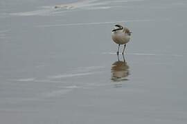 White-fronted Plover
