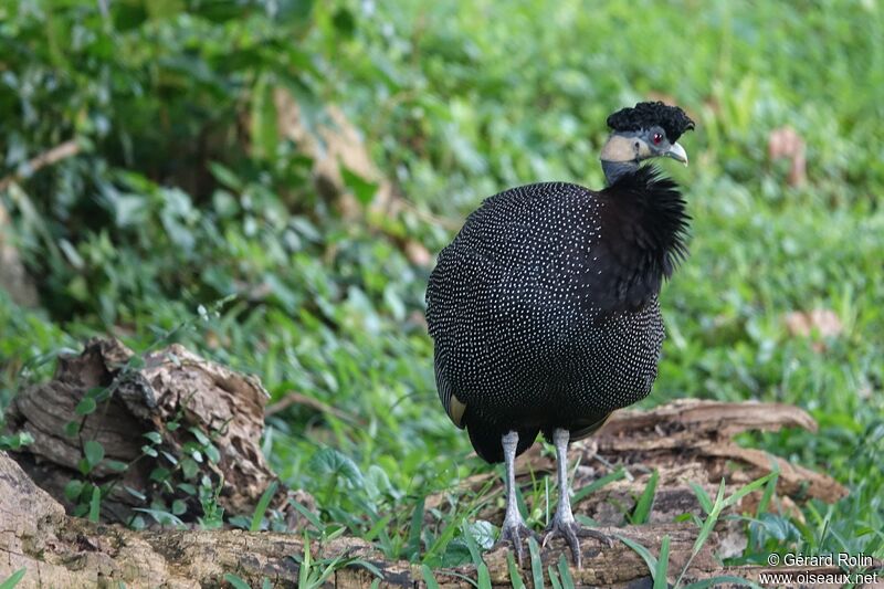 Crested Guineafowladult, identification