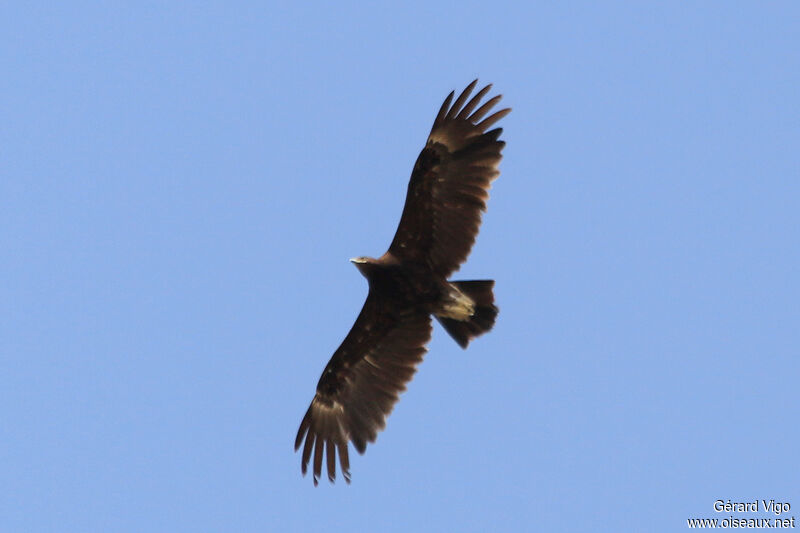 Greater Spotted Eagleadult, Flight