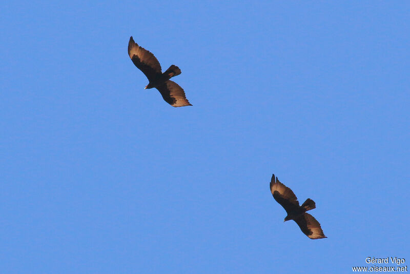 Verreaux's Eagle adult, Flight