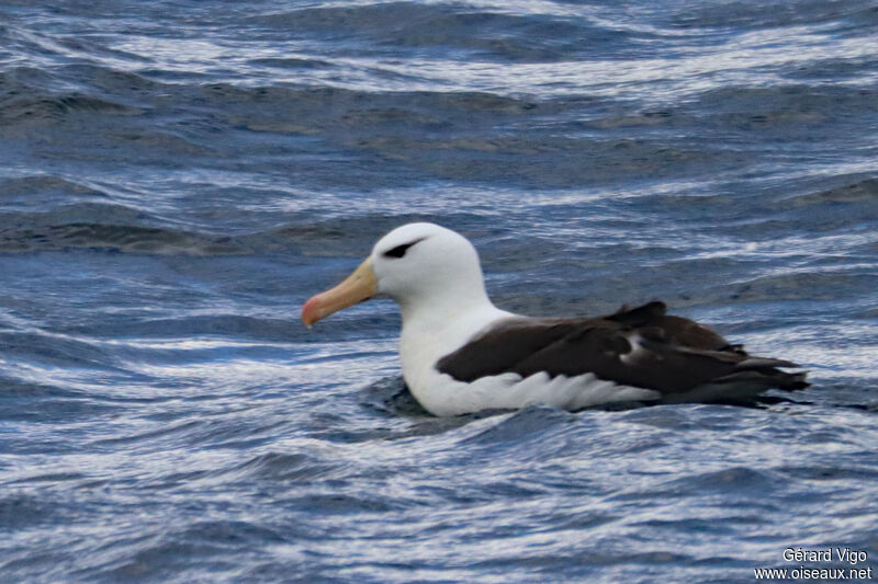 Albatros à sourcils noirsadulte, nage