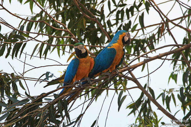 Blue-and-yellow Macawadult