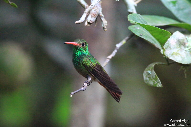 Rufous-tailed Hummingbirdadult