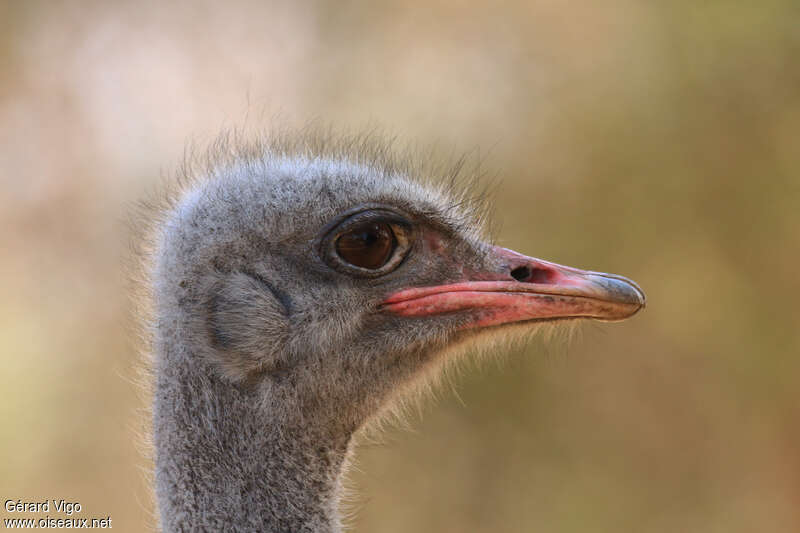 Common Ostrich male adult, close-up portrait