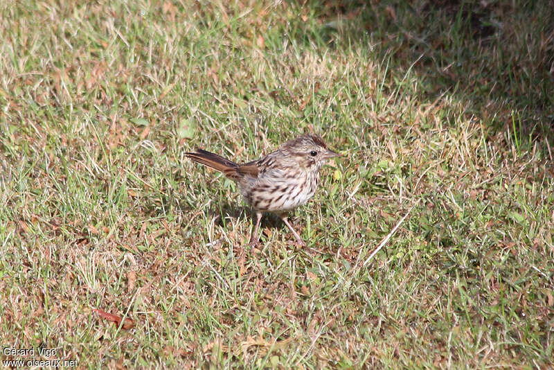 Song SparrowFirst year, identification