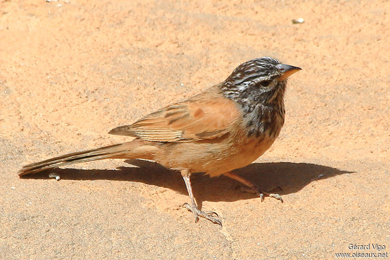 House Bunting male adult
