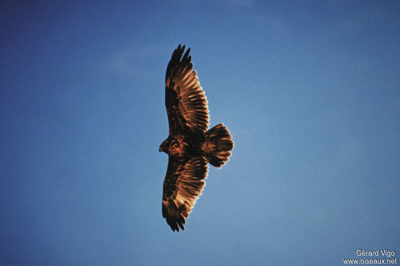 Black-chested Buzzard-Eaglejuvenile, Flight