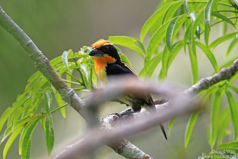 Gilded Barbet male adult