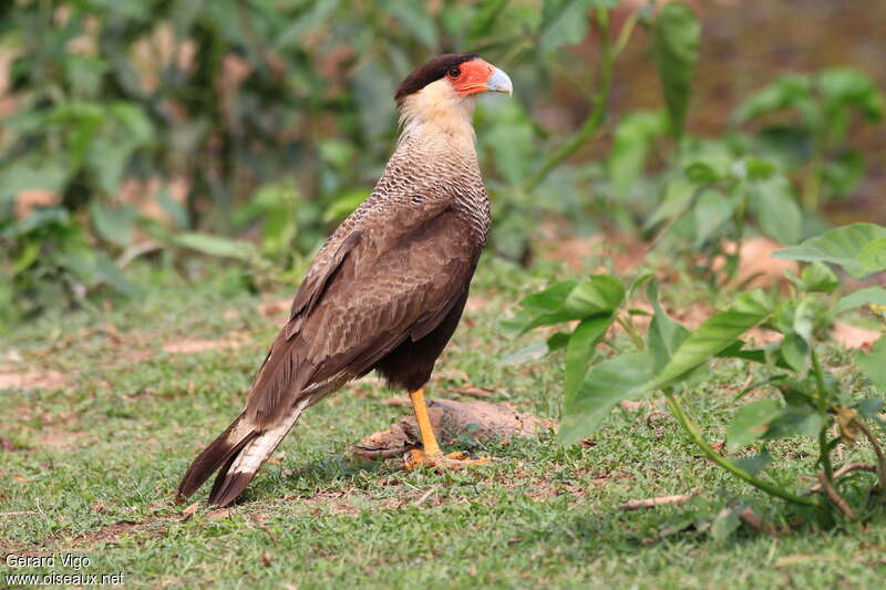 Southern Crested Caracaraadult, identification