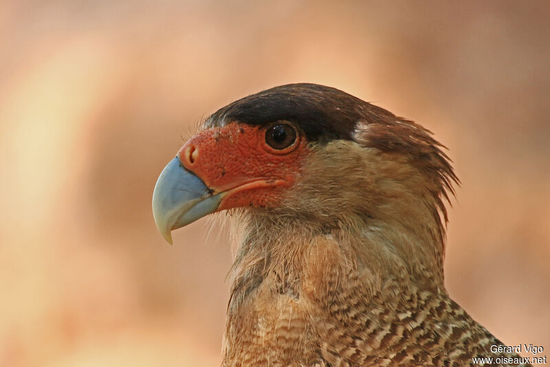 Southern Crested Caracaraadult, close-up portrait