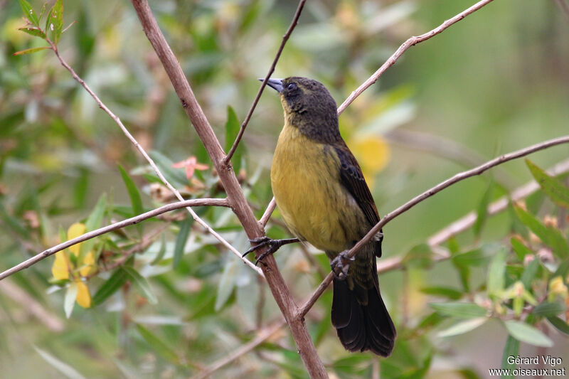 Unicolored Blackbird female adult