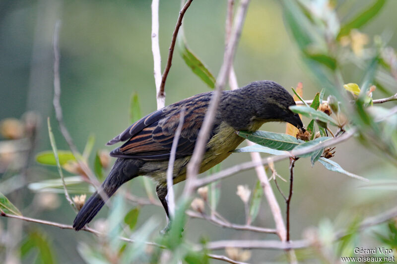 Unicolored Blackbird female adult