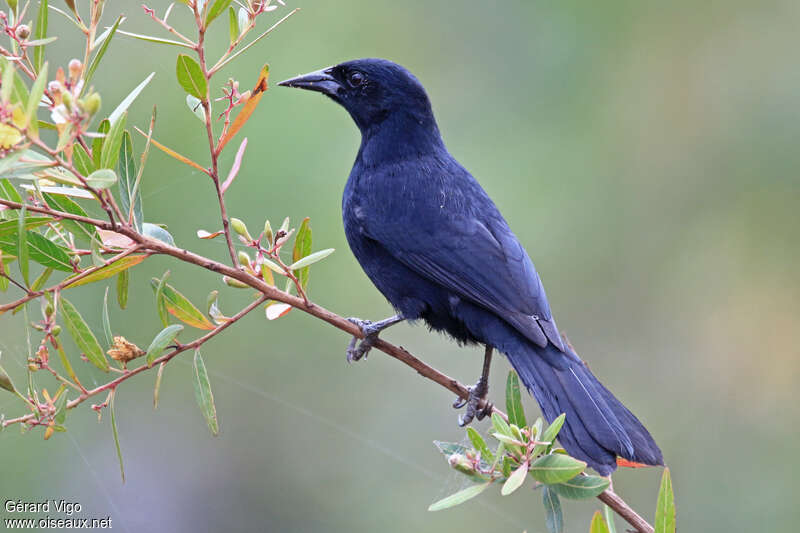 Unicolored Blackbird male adult, identification