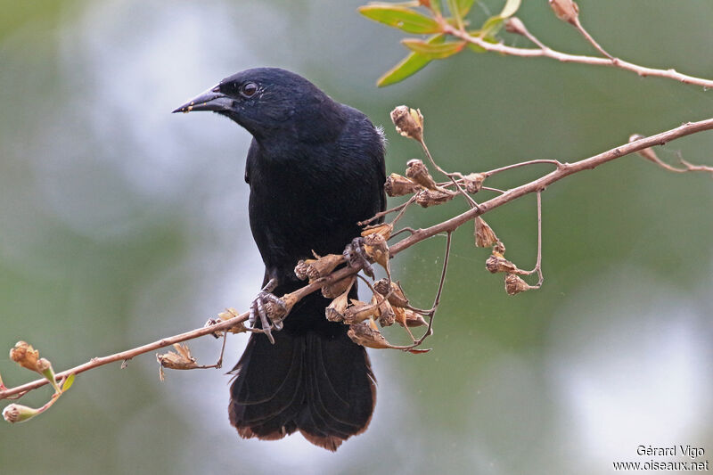 Unicolored Blackbird male adult