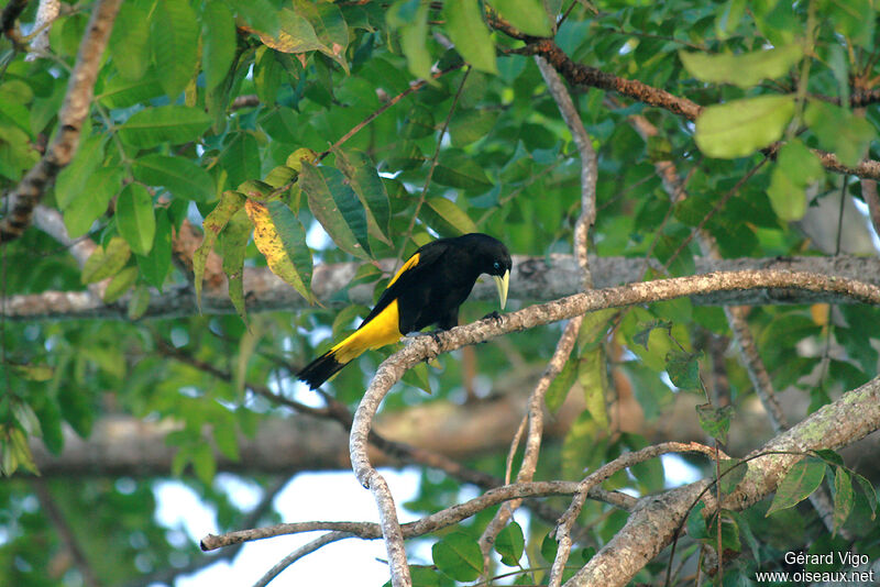 Yellow-rumped Caciqueadult breeding
