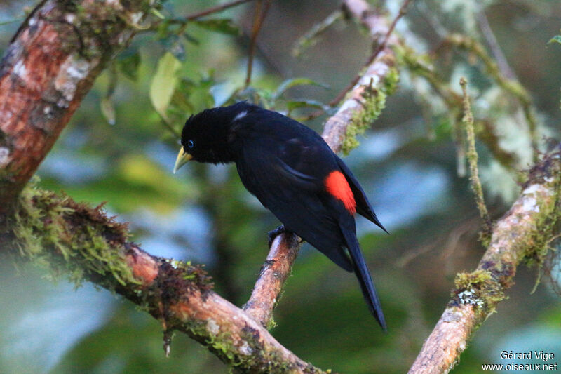 Red-rumped Caciqueadult