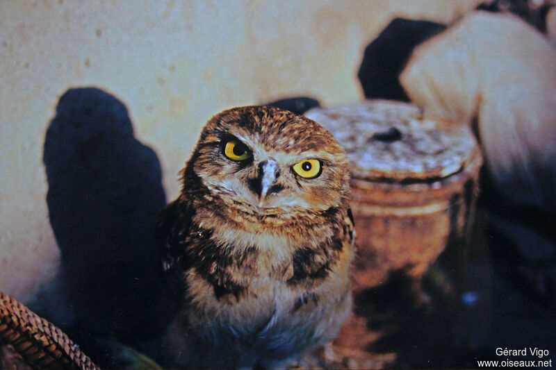 Pacific Pygmy Owljuvenile