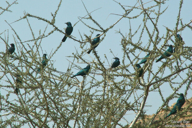Greater Blue-eared Starlingadult